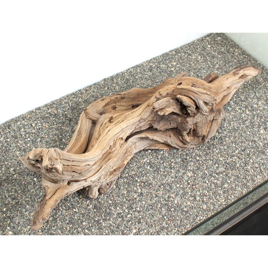 一点物 ゴーストウッド 大型水槽用 880041 : チャーム charm