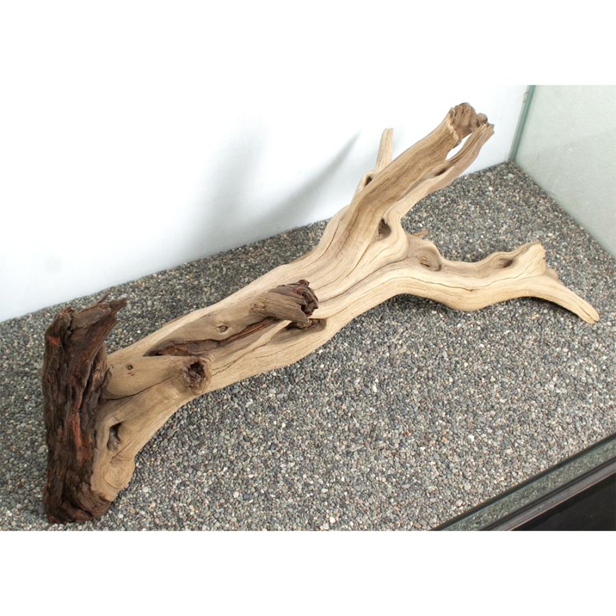 そこらへんの流木 一点物 ゴーストウッド 大型水槽用 880052 : チャーム