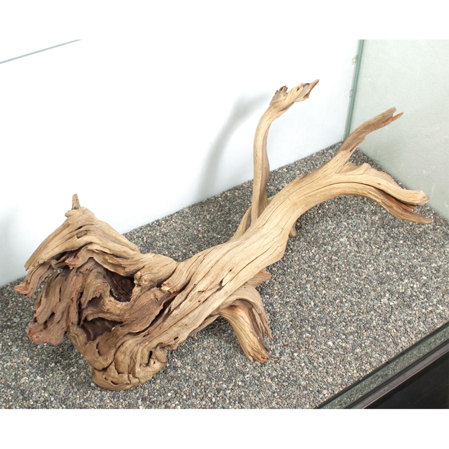 一点物 ゴーストウッド 大型水槽用 880057 : チャーム charm