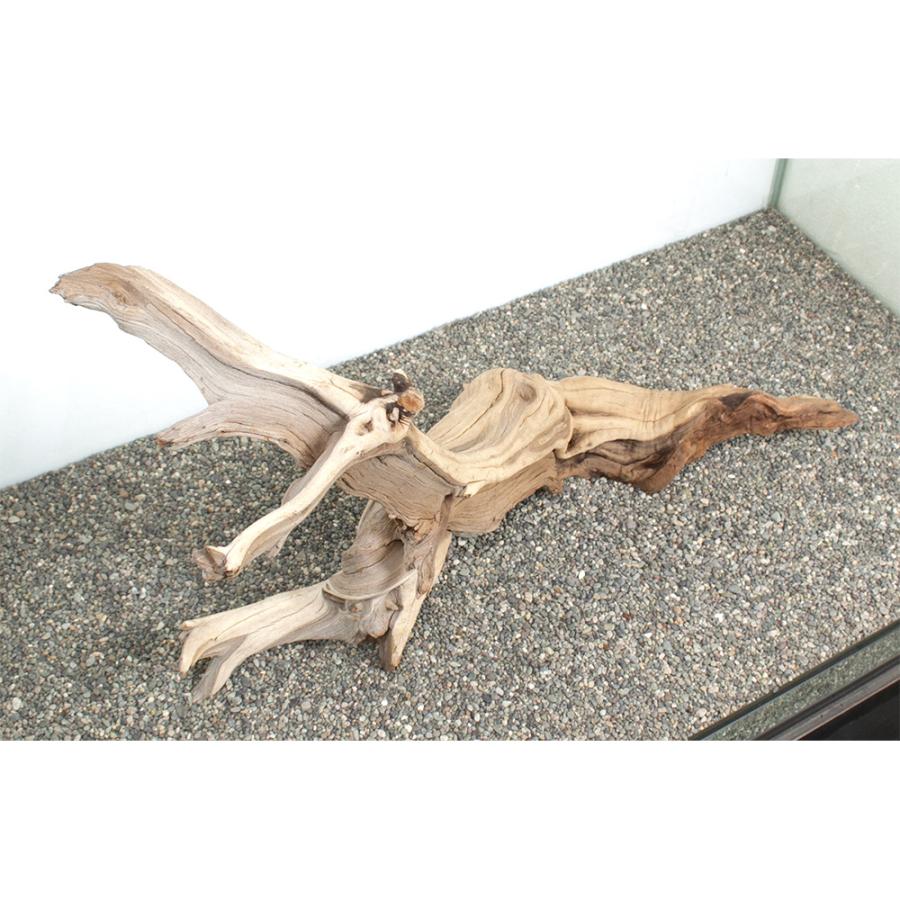 大型・美形状】流木 ゴーストウッド 天然木 インテリア アクアリウム