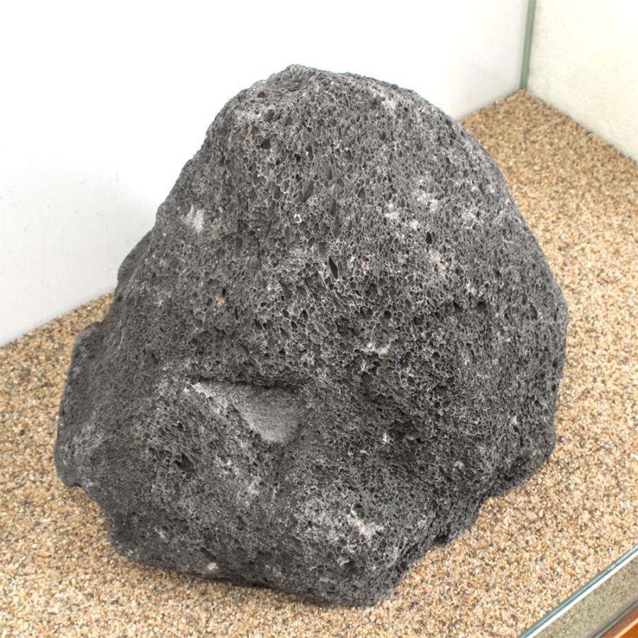 一点物 黒溶岩石 親石 60cm水槽用 880238 : チャーム charm