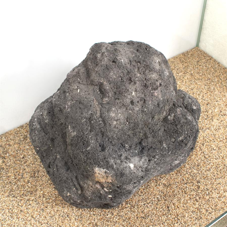 一点物 黒溶岩石 親石 60cm水槽用 880240 : チャーム charm