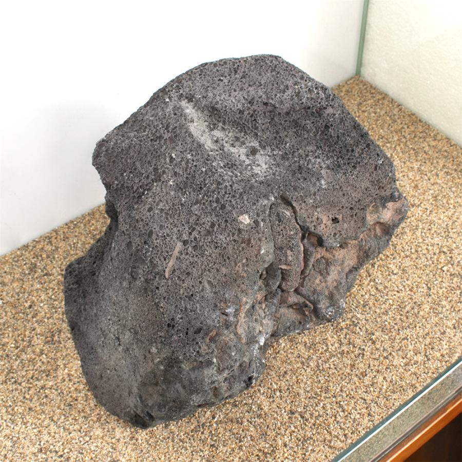 一点物 黒溶岩石 親石 60cm水槽用 880241 : チャーム charm