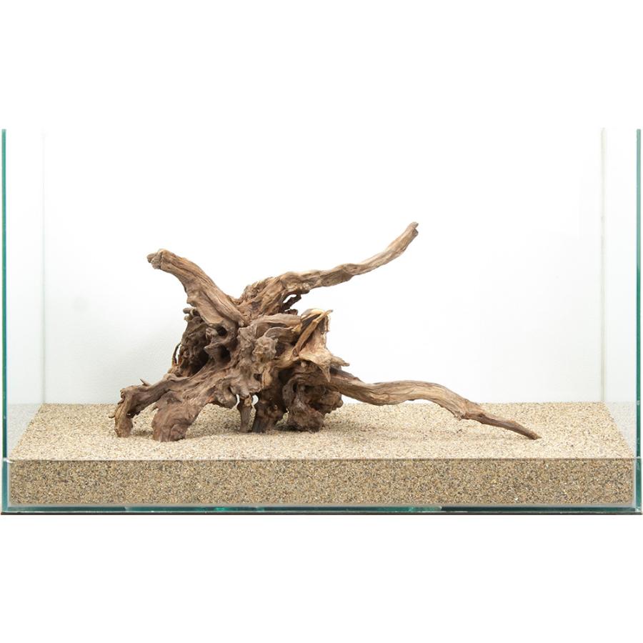 一点物 ディアーホーンウッド 60cm水槽用 880606 : チャーム