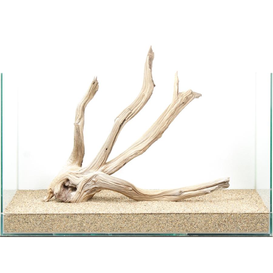 一点物 上質流木 禅 60cm水槽用 880634 : チャーム charm