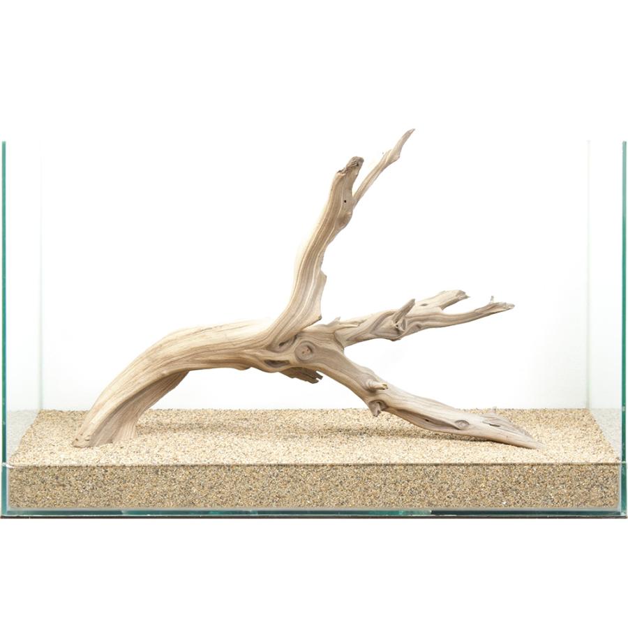 一点物 上質流木 禅 60cm水槽用 880662 : チャーム charm