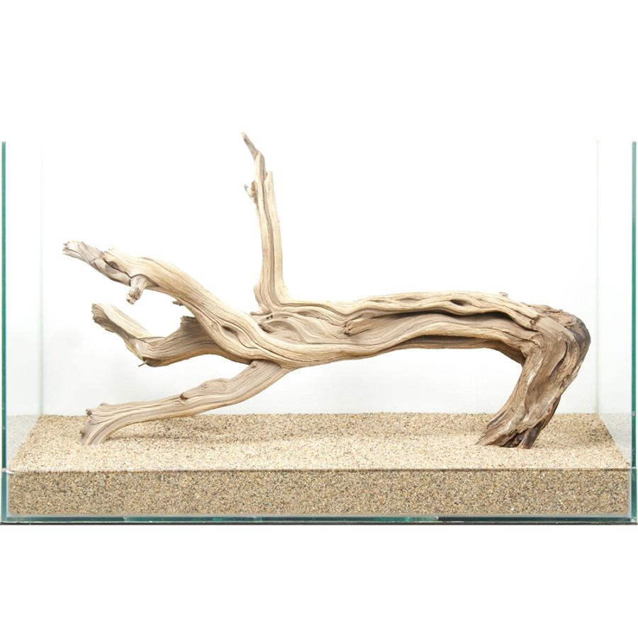 一点物 上質流木 禅 60cm水槽用 880666 : チャーム charm