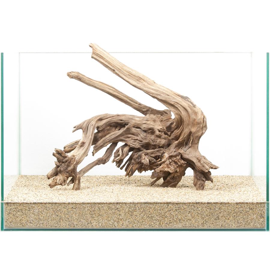 一点物 ディアーホーンウッド 45cm水槽用 880695 : チャーム