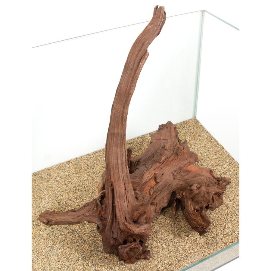 一点物 上質ドリフトウッド 45cm水槽用 880828 : チャーム