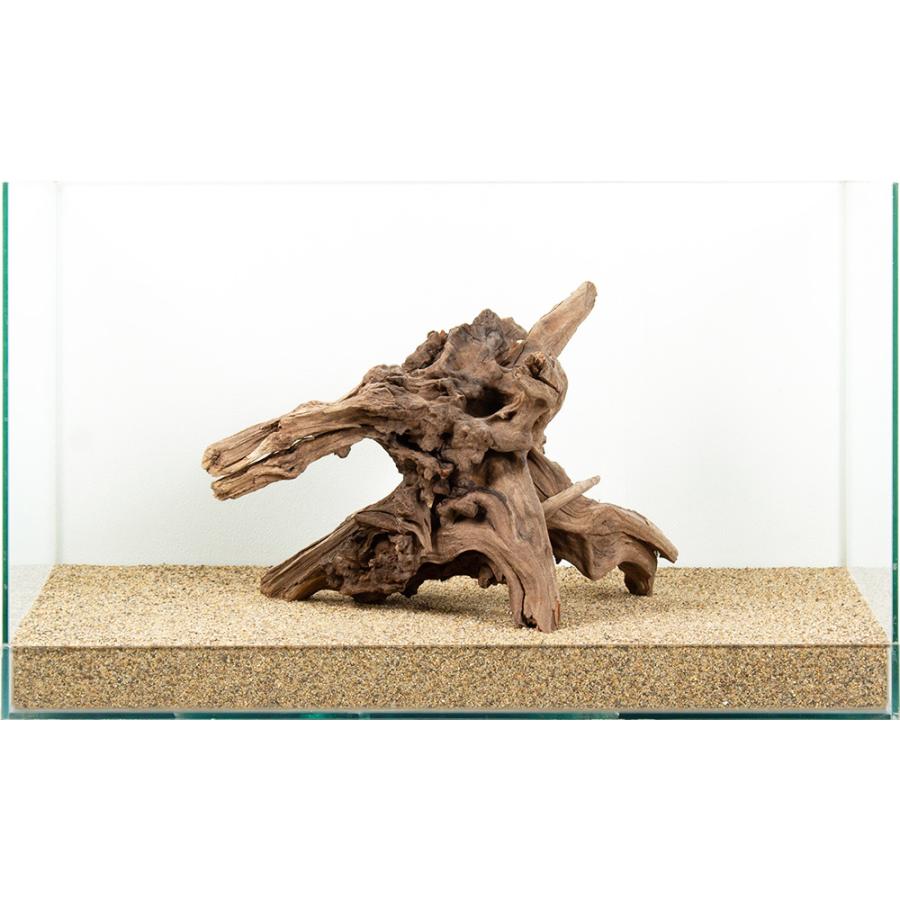 水槽用流木 約60cm 自然な形状 一点物 ディアーホーンウッド 60cm水槽用 881959 : チャーム