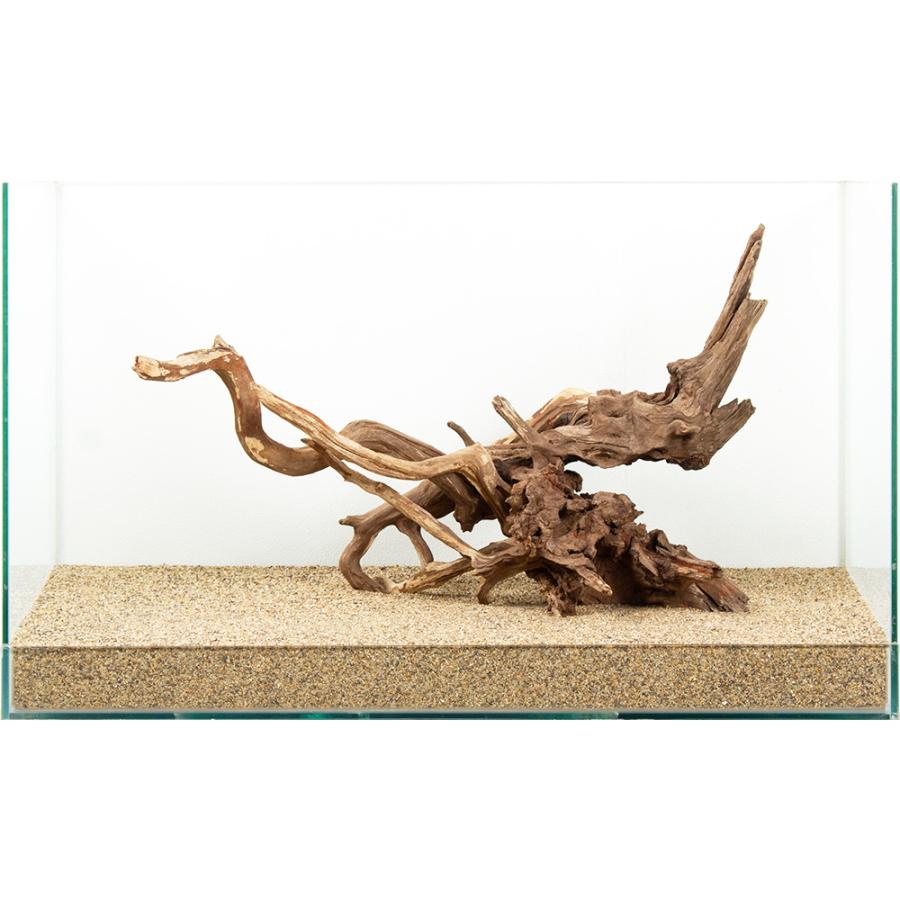 一点物 ディアーホーンウッド 60cm水槽用 881960 : チャーム
