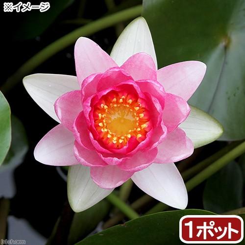 チャーム（charm） （ビオトープ）睡蓮 温帯性睡蓮（スイレン）（桃