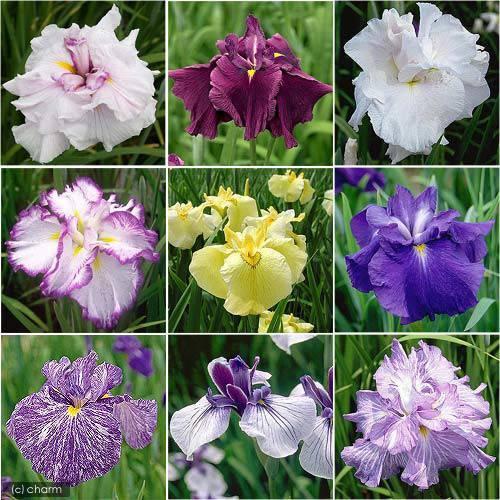 （ビオトープ）水生植物　おまかせ花菖蒲　３号（１ポット）（Yahoo!・チャーム charm ヤフー店）