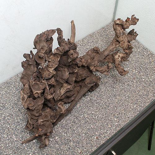 サンゴウッド 店 チャーム チャーム Paypayモール店 大型水槽用 一点物 沖縄別途送料 Charm Charm ８９３８７７ 通販