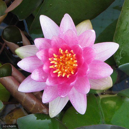 ビオトープ 睡蓮 温帯性睡蓮 スイレン 桃 コンクーラー ｃｏｎｑｕｅｒｏｒ １ポット Sonicacts Com