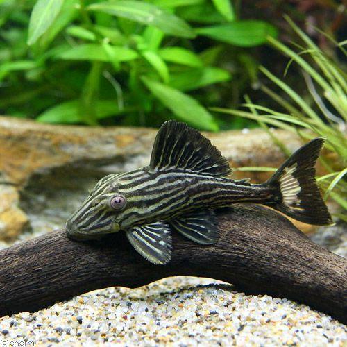 チャーム（charm） （熱帯魚）ゴールデンサンダーロイヤルプレコ S