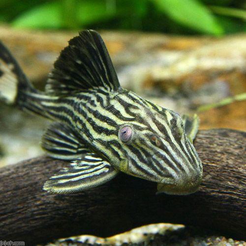 チャーム（charm） （熱帯魚）ゴールデンサンダーロイヤルプレコ S 