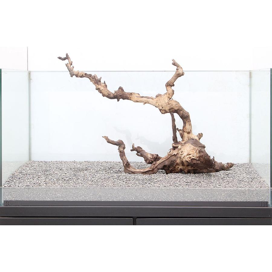 一点物 ８９５４０１ チャーム Charm Charm 通販 サンゴウッド 大型水槽用 沖縄別途送料 チャーム 店