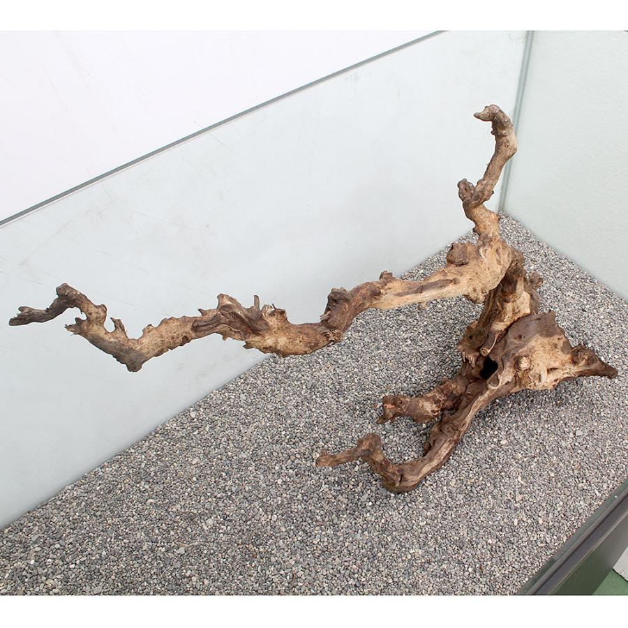 一点物 ８９５４０１ チャーム Charm Charm 通販 サンゴウッド 大型水槽用 沖縄別途送料 チャーム 店