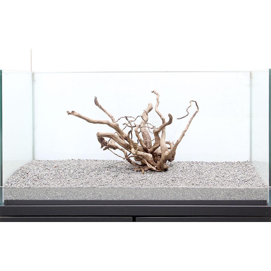 在庫一掃 一点物 ルーツウッド 単体 大型水槽用 ８９５８６２ 沖縄別途送料7 110円 Sarozambia Com