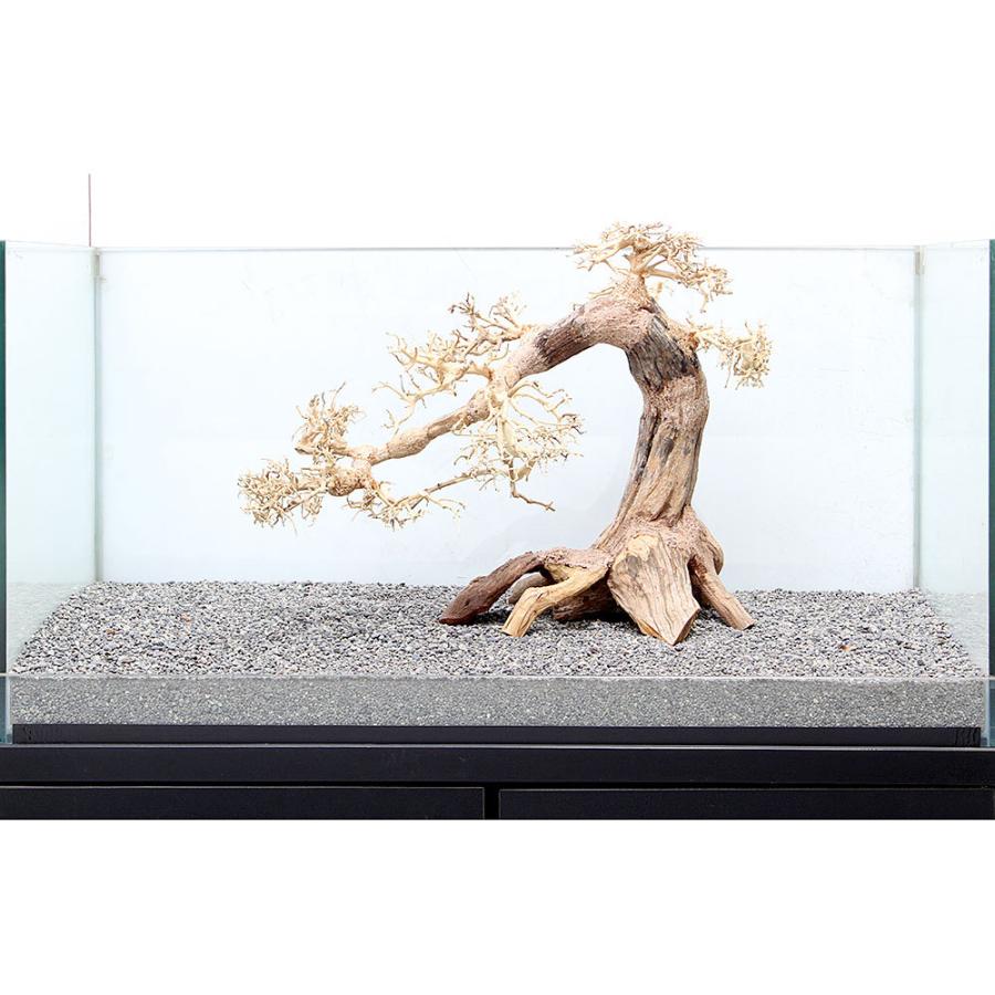 一点物 レイアウト用品 盆栽流木 大型水槽用 Paypayモール店 ８９６４０１ 沖縄別途送料 チャーム Charm 店 Charm 通販