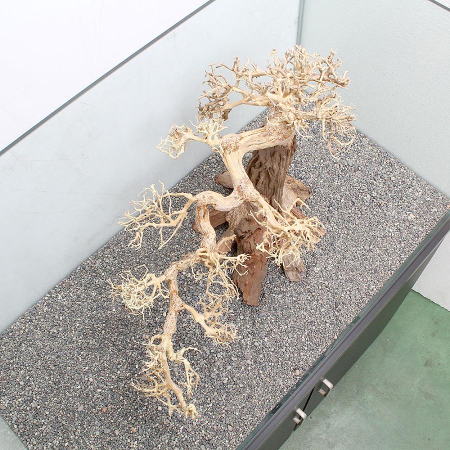 一点物 盆栽流木 大型水槽用 ８９６４０６ レイアウト用品 沖縄別途送料 Paypayモール店 Charm チャーム Charm 店 通販