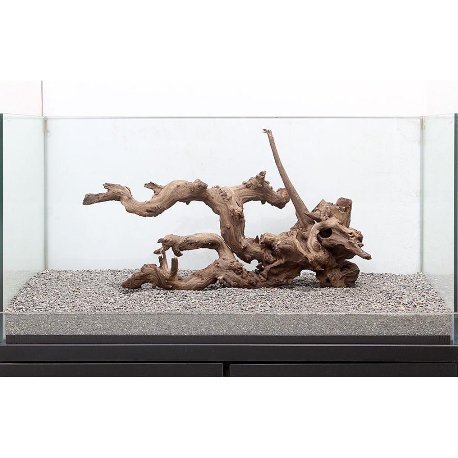 一点物 サンゴウッド チャーム 大型水槽用 Paypayモール店 ８９６４３１ 沖縄別途送料 チャーム Charm 店 通販