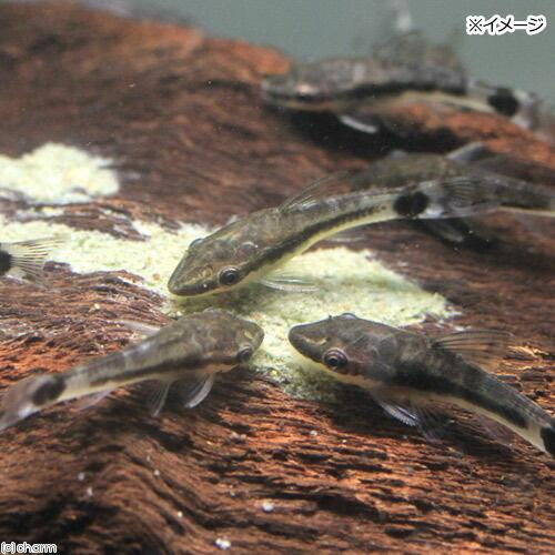 Leaf Corp ff num34 オトシンクルス用 練りエサ 30g