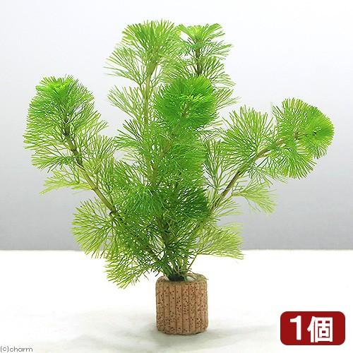 水草 メダカ 金魚藻 ライフマルチ 茶 カボンバ １個 Kristiananderin Com