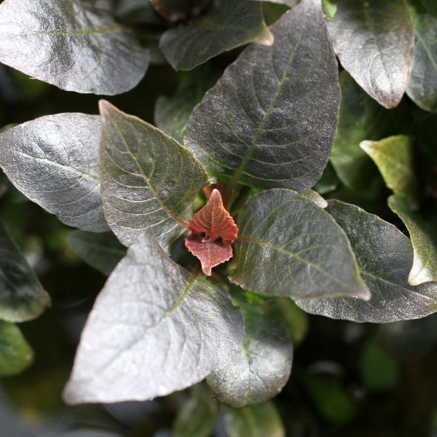 チャーム（charm） （水草）テンプルプラント コンパクト（水上葉