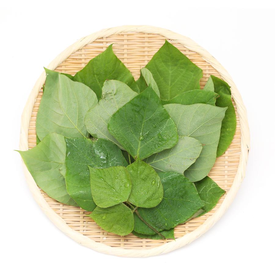 Leaf Corp （観葉植物）国産 とれたて生葉っぱ 葛の葉 30g うさぎ