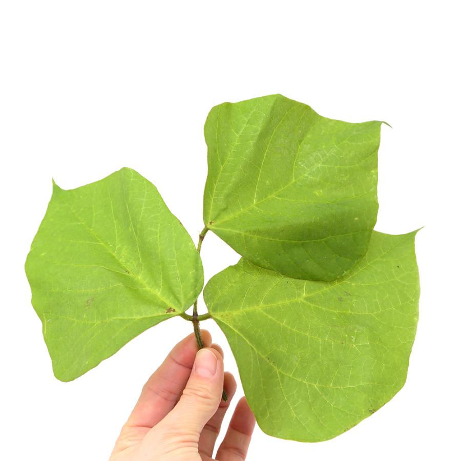 Leaf Corp （観葉植物）国産 とれたて生葉っぱ 葛の葉 30g うさぎ