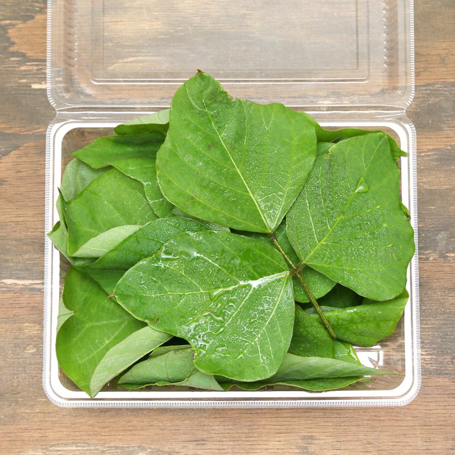 Leaf Corp （観葉植物）国産 とれたて生葉っぱ 葛の葉 30g うさぎ