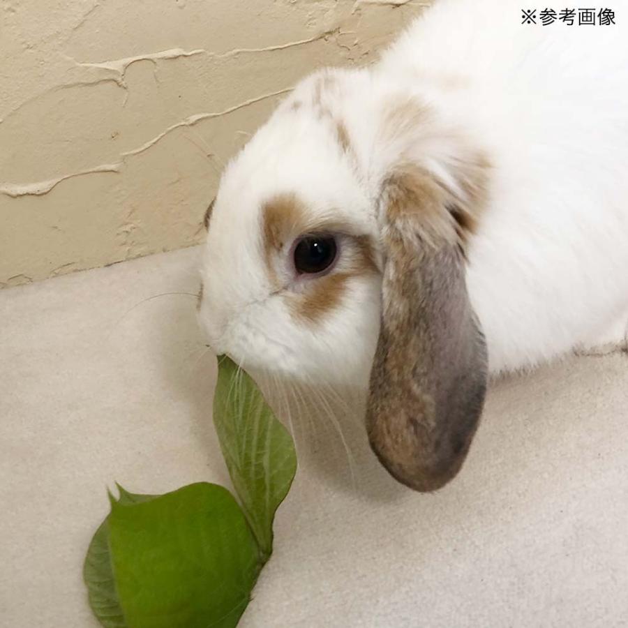 Leaf Corp （観葉植物）国産 とれたて生葉っぱ 葛の葉 30g うさぎ
