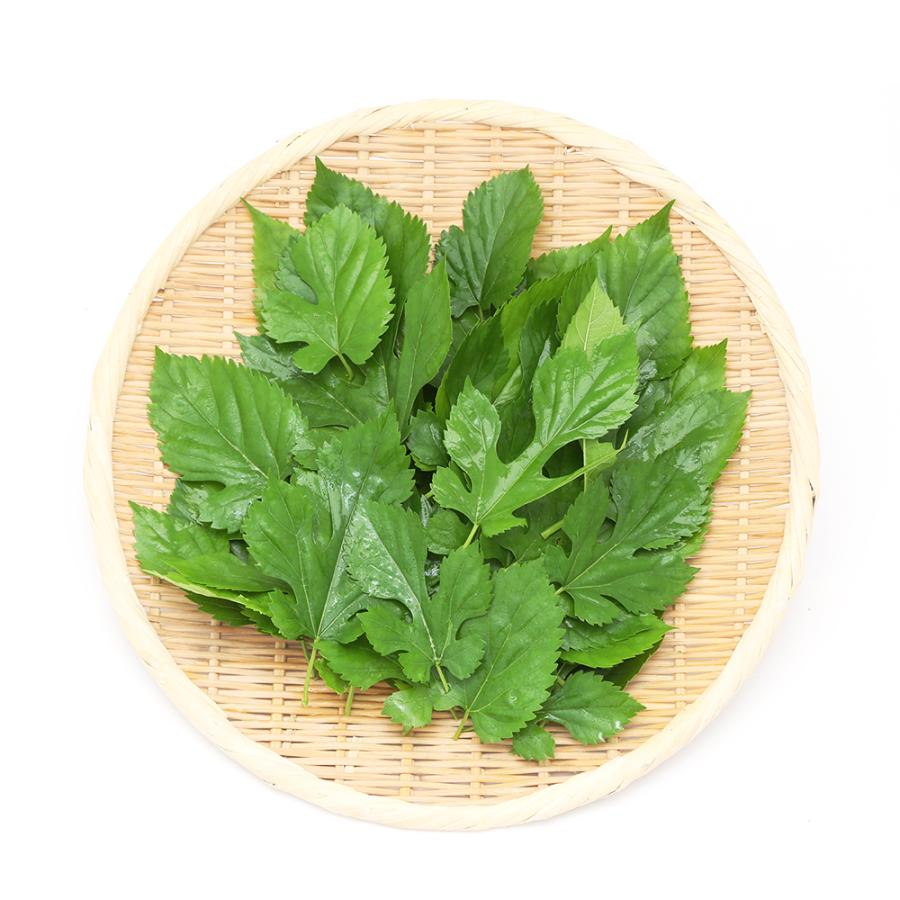 Leaf Corp （観葉植物）国産 とれたて生葉っぱ 桑の葉 30g うさぎ