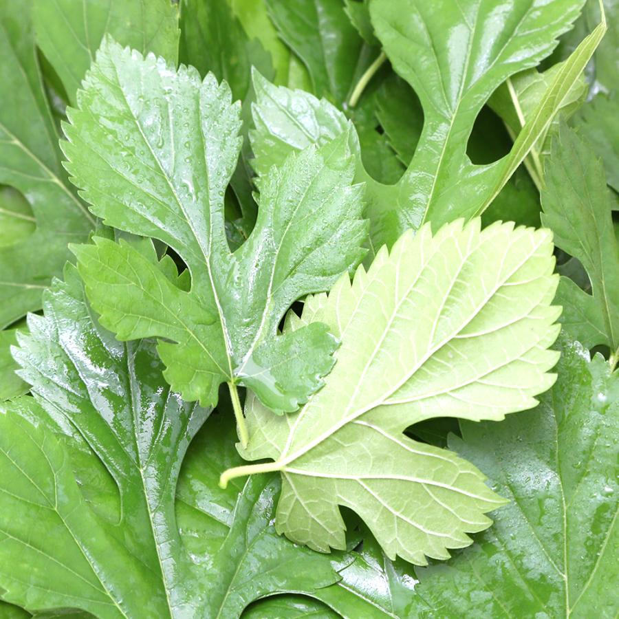 Leaf Corp （観葉植物）国産 とれたて生葉っぱ 桑の葉 30g うさぎ