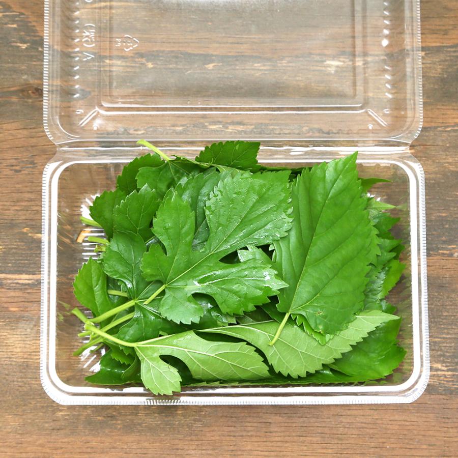 Leaf Corp （観葉植物）国産 とれたて生葉っぱ 桑の葉 30g うさぎ