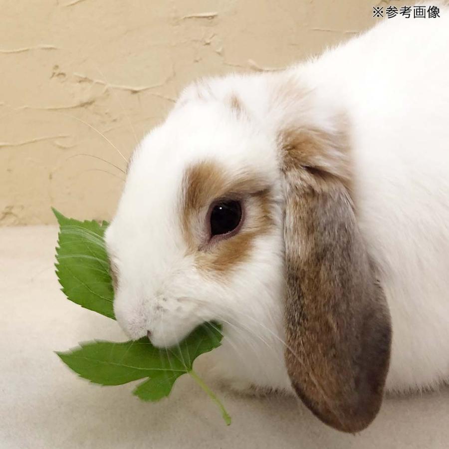 Leaf Corp （観葉植物）国産 とれたて生葉っぱ 桑の葉 30g うさぎ