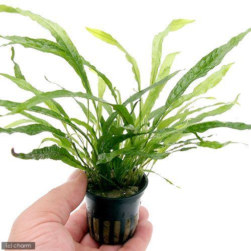 チャーム（charm） （水草）ミクロソリウム ナロー（トロピカポット