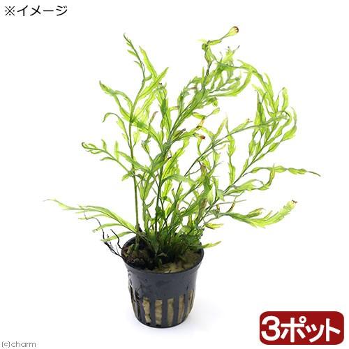 ボルビティス　ヒュディロティ【特大株】C チャーム（charm） （水草）ボルビティス ヒュディロティ（トロピカ