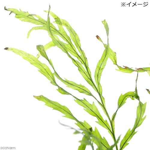 チャーム（charm） （水草）ボルビティス ヒュディロティ（トロピカ