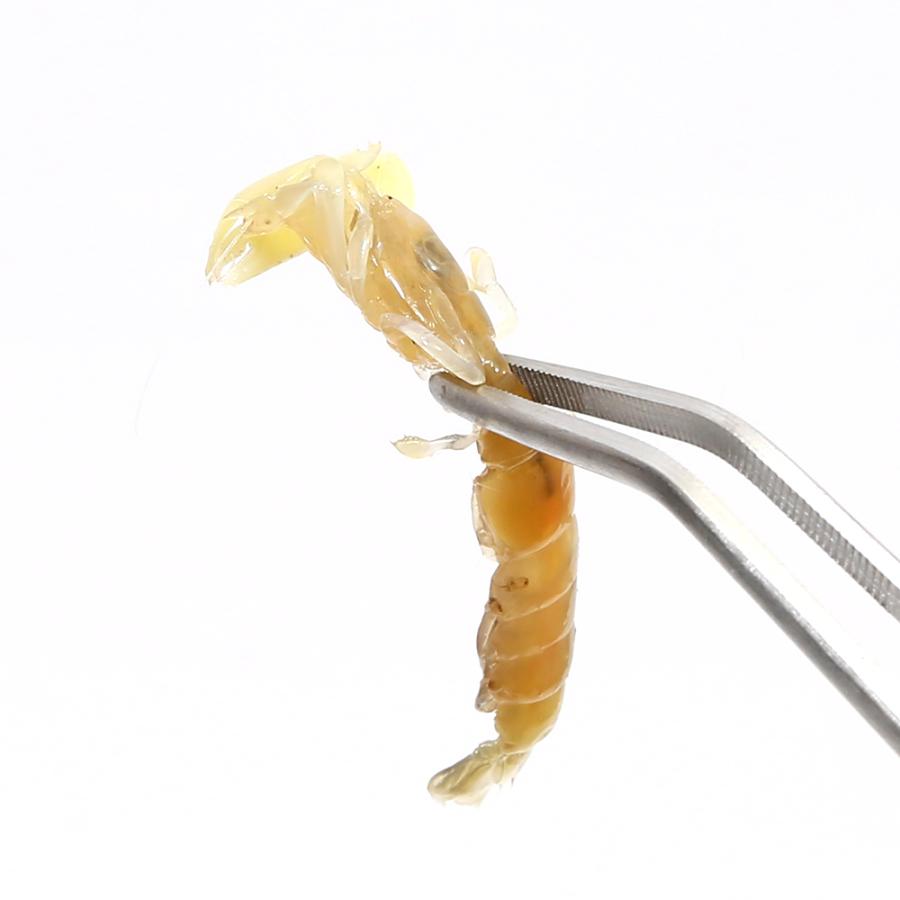 冷凍★釣り餌用 ボケ 不凍加工 60g（30匹前後） ぶっこみ釣り 海上釣堀 釣り堀 つりえさ 釣りエサ 別途クール手数料 常温商品同梱不可 ... - Chanet 899977 3 D 20230116091533