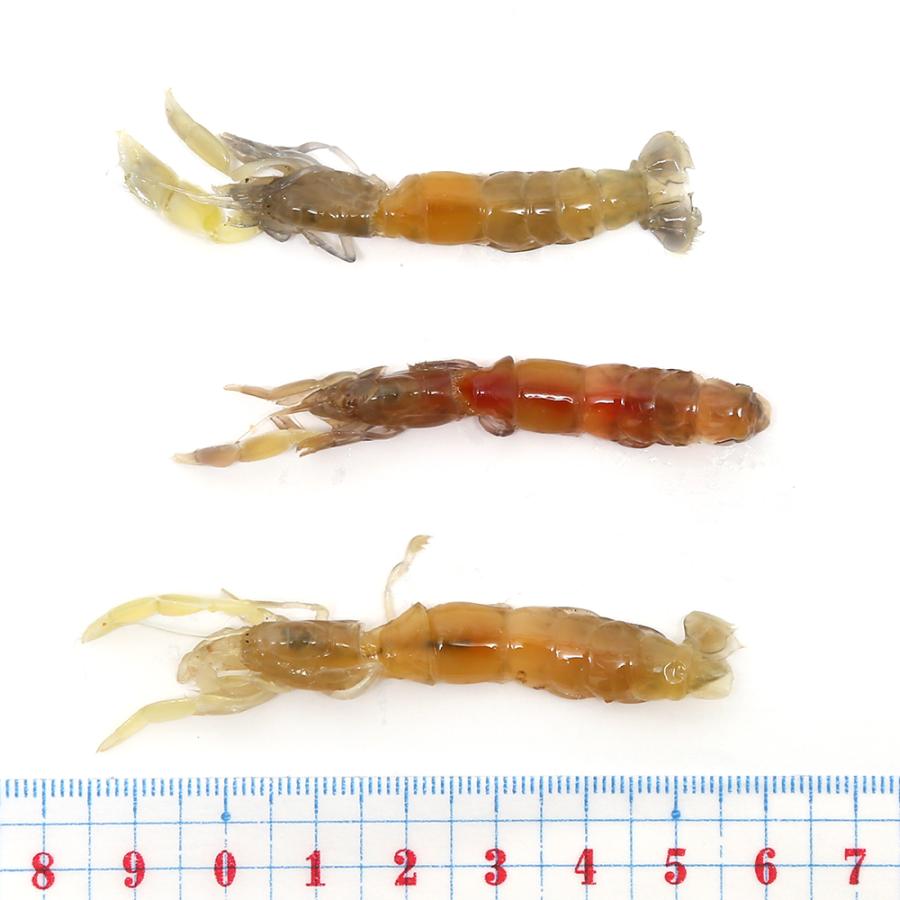 冷凍★釣り餌用 ボケ 不凍加工 60g（30匹前後） ぶっこみ釣り 海上釣堀 釣り堀 つりえさ 釣りエサ 別途クール手数料 常温商品同梱不可 ... - Chanet 899977 4 D 20230116091533