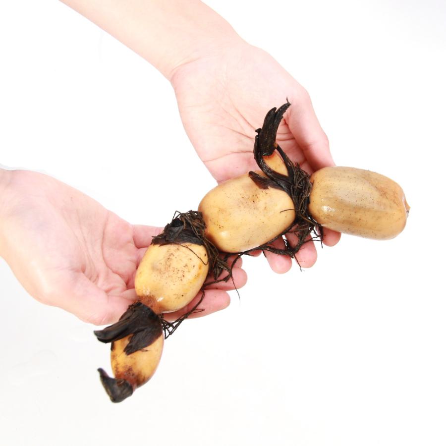 ビオトープ）蓮 ハス（食用） 食用ハス（食用レンコン）（無農薬）（1