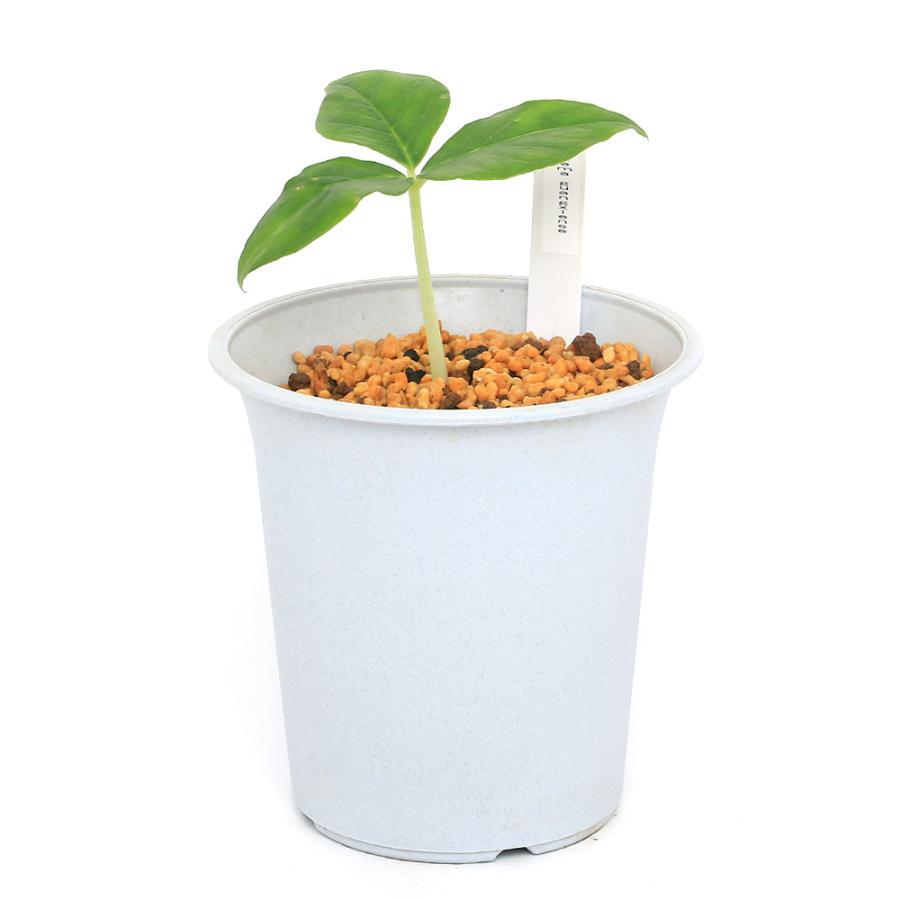 山野草 オオアマミテンナンショウ 実生 1球 希少 宮崎県：指定希少