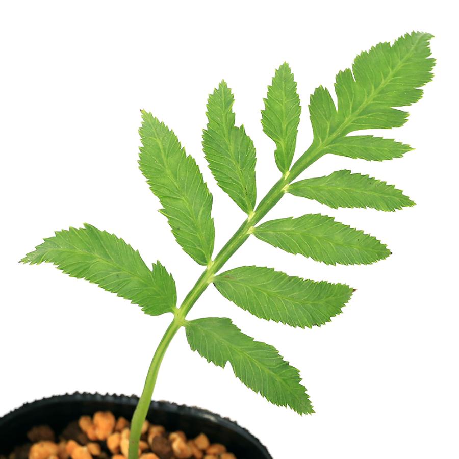 チャーム（charm） （山野草）シダ（羊歯）リュウビンタイ 幼苗 3号