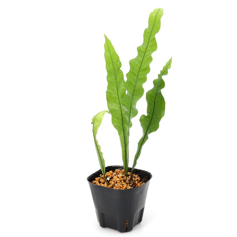 山野草 シダ 羊歯 ウロコノキシノブ 胞子培養株 大 シダ(羊歯