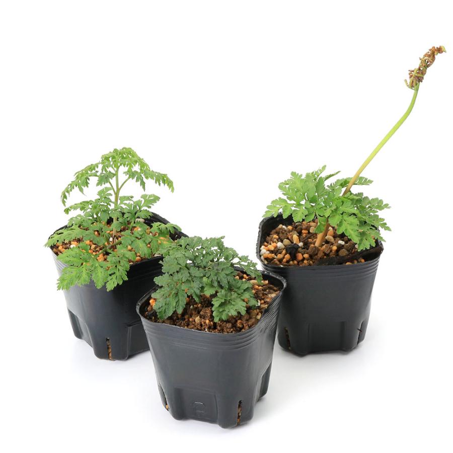 完売　　天然＊野生【寒蕨/カンワラビ/冬の華蕨】山野草/3苗セット価格/抜き苗 チャーム（charm） （山野草）シダ（羊歯）フユノハナワラビ（冬ノ花蕨