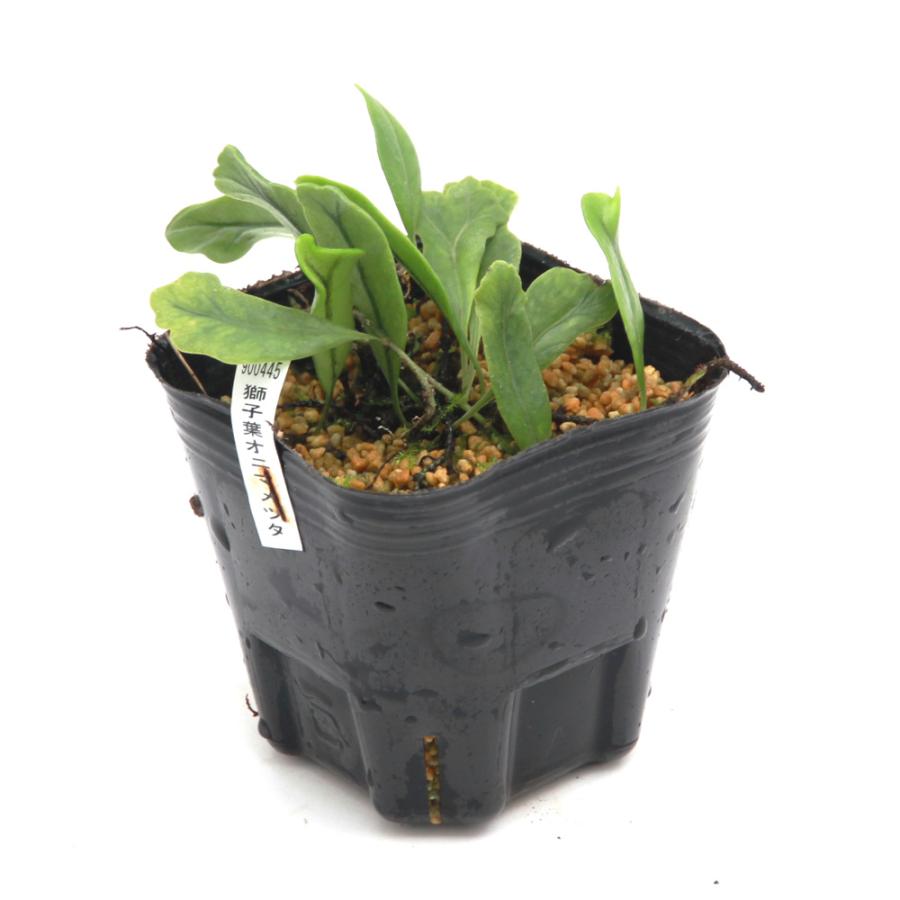 や*ょ様 山野草、シダ植物、着生植物　[スギラン]　大株１塊 紫桜館山の花屋 | オンライン見積もり - 「リョウメンシダ 9～10.5cm