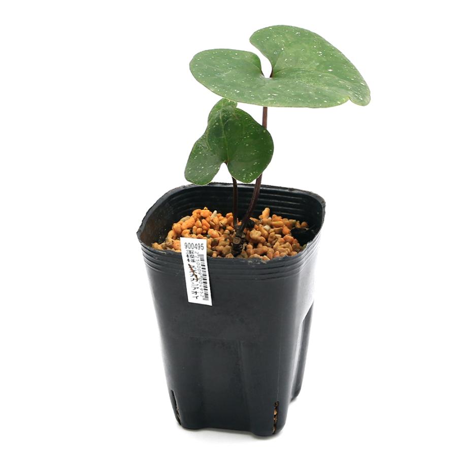 チャーム（charm） （山野草）カンアオイ（寒葵）スズカカンアオイ